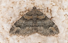 Catarhoe hortulanaria