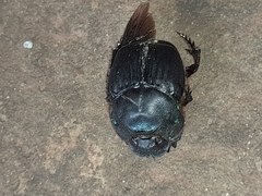 Coprophanaeus cyanescens