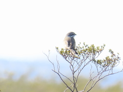 Artemisiospiza nevadensis