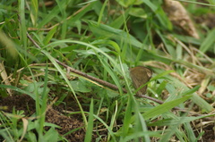 Cissia phronius