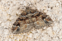 Catarhoe hortulanaria