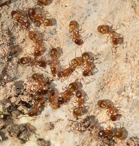 Temnothorax tyndaleiTemnothorax tyndalei