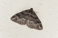 Catarhoe hortulanaria