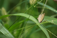 Cissia phronius