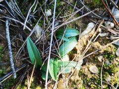 Ophrys sphegodes massiliensis