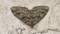 Catarhoe hortulanaria