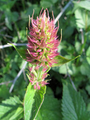 Agastache urticifolia