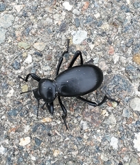 Eleodes grandicollis