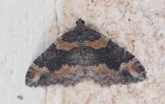 Catarhoe hortulanaria