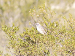 Artemisiospiza nevadensis