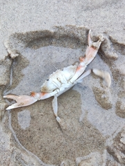 Liocarcinus holsatus