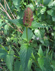Agastache urticifolia