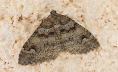 Catarhoe hortulanaria