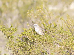 Artemisiospiza nevadensis