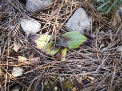 Ophrys sphegodes massiliensis