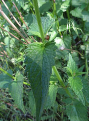 Agastache urticifolia