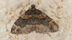 Catarhoe hortulanaria