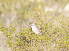 Artemisiospiza nevadensis