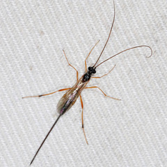 Macrocentrinae