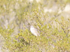 Artemisiospiza nevadensis