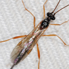 Macrocentrinae