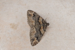 Catarhoe hortulanaria