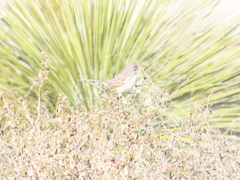 Artemisiospiza nevadensis