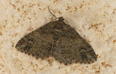 Catarhoe hortulanaria