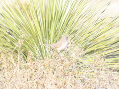 Artemisiospiza nevadensis