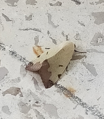 Ophiusa tirhaca