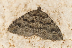 Catarhoe hortulanaria