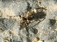 Metaphidippus chera