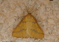 Aspitates ochrearia