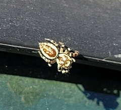 Metaphidippus chera
