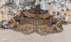 Catarhoe hortulanaria