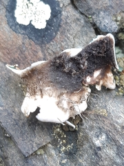 Peltigera malacea
