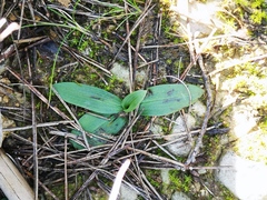 Ophrys sphegodes massiliensis
