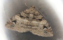 Catarhoe hortulanaria