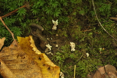 Clavulina coralloides