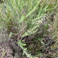 Aspalathus chortophila