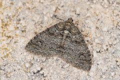 Catarhoe hortulanaria