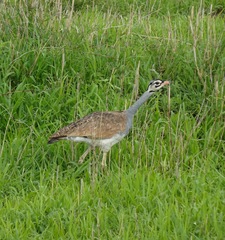 Eupodotis senegalensis