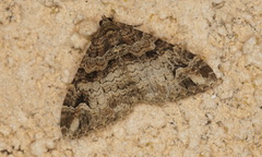 Catarhoe hortulanaria