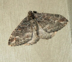 Catarhoe hortulanaria