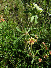 Eriogonum heracleoides