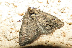 Catarhoe hortulanaria