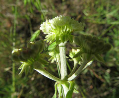 Eriogonum heracleoides