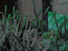 Liolaemus chiliensis