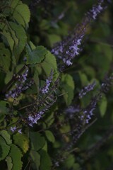 Plectranthus