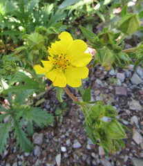 Potentilla gracilis